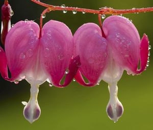 Preview wallpaper flower, droplet, steam, plant