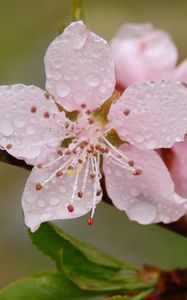 Preview wallpaper flower, drops, blossom, fruit, branch, spring