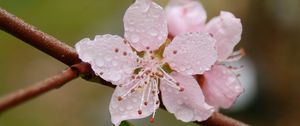 Preview wallpaper flower, drops, blossom, fruit, branch, spring