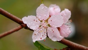 Preview wallpaper flower, drops, blossom, fruit, branch, spring