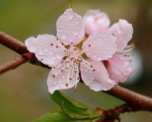 Preview wallpaper flower, drops, blossom, fruit, branch, spring