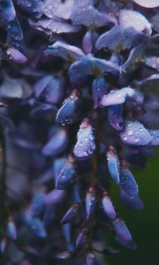 Preview wallpaper flower, drops, blue