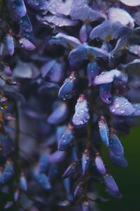 Preview wallpaper flower, drops, blue