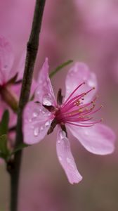 Preview wallpaper flower, drops, branch
