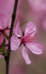 Preview wallpaper flower, drops, branch