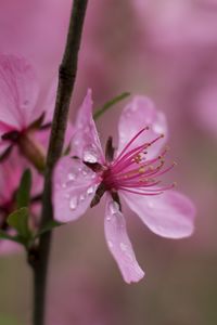 Preview wallpaper flower, drops, branch