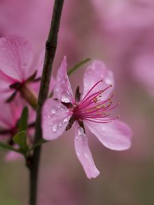 Preview wallpaper flower, drops, branch