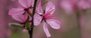 Preview wallpaper flower, drops, branch