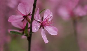 Preview wallpaper flower, drops, branch