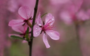 Preview wallpaper flower, drops, branch