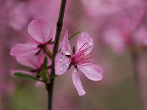 Preview wallpaper flower, drops, branch