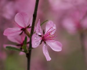 Preview wallpaper flower, drops, branch