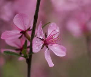 Preview wallpaper flower, drops, branch