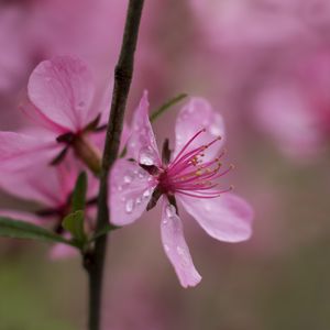 Preview wallpaper flower, drops, branch