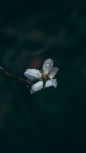 Preview wallpaper flower, drops, dew, dark, macro