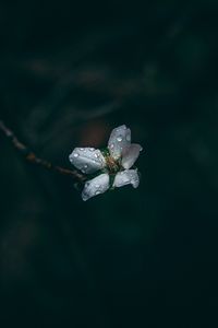 Preview wallpaper flower, drops, dew, dark, macro