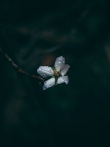 Preview wallpaper flower, drops, dew, dark, macro