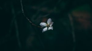 Preview wallpaper flower, drops, dew, dark, macro