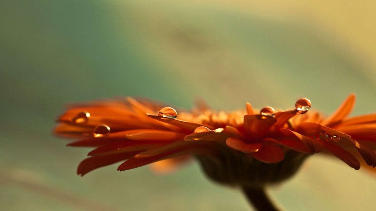 Wallpaper flower, drops, dew, glare