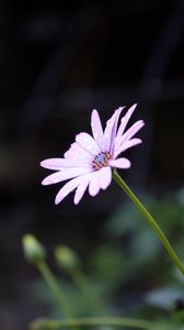 Preview wallpaper flower, drops, dew, macro, purple