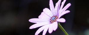 Preview wallpaper flower, drops, dew, macro, purple