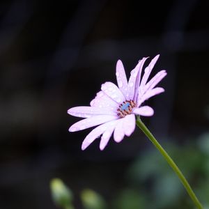 Preview wallpaper flower, drops, dew, macro, purple