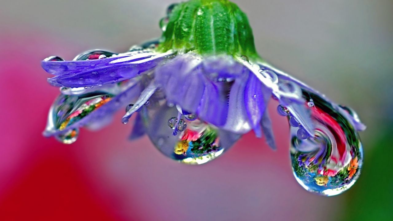 Wallpaper flower, drops, dew, reflection, stem