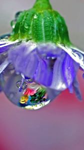 Preview wallpaper flower, drops, dew, reflection, stem