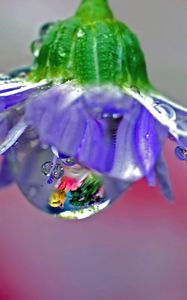 Preview wallpaper flower, drops, dew, reflection, stem