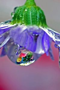 Preview wallpaper flower, drops, dew, reflection, stem