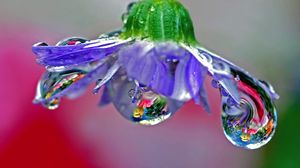 Preview wallpaper flower, drops, dew, reflection, stem