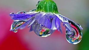 Preview wallpaper flower, drops, dew, reflection, stem