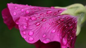 Preview wallpaper flower, drops, dew, bud