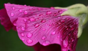 Preview wallpaper flower, drops, dew, bud