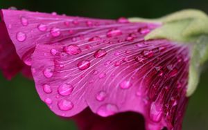 Preview wallpaper flower, drops, dew, bud