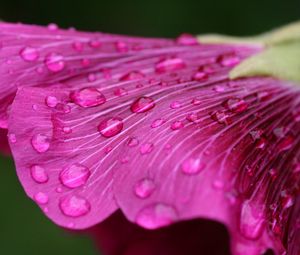 Preview wallpaper flower, drops, dew, bud