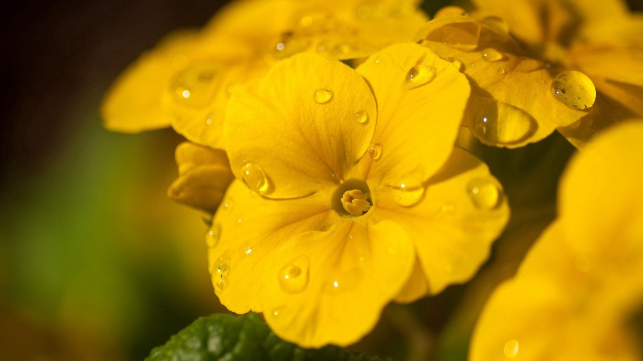 Wallpaper flower, drops, dew