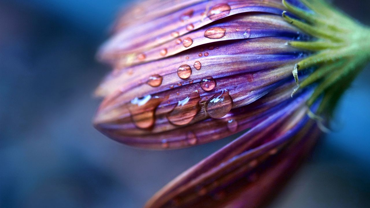 Wallpaper flower, drops, dew, spray