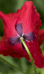 Preview wallpaper flower, drops, macro, red, stem