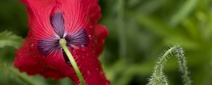 Preview wallpaper flower, drops, macro, red, stem