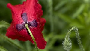 Preview wallpaper flower, drops, macro, red, stem