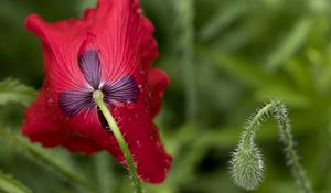 Preview wallpaper flower, drops, macro, red, stem