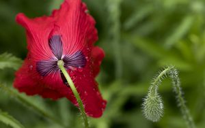 Preview wallpaper flower, drops, macro, red, stem