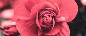 Preview wallpaper flower, drops, macro, petals, blur