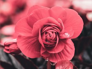 Preview wallpaper flower, drops, macro, petals, blur