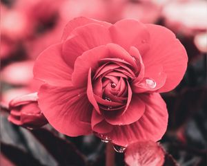 Preview wallpaper flower, drops, macro, petals, blur