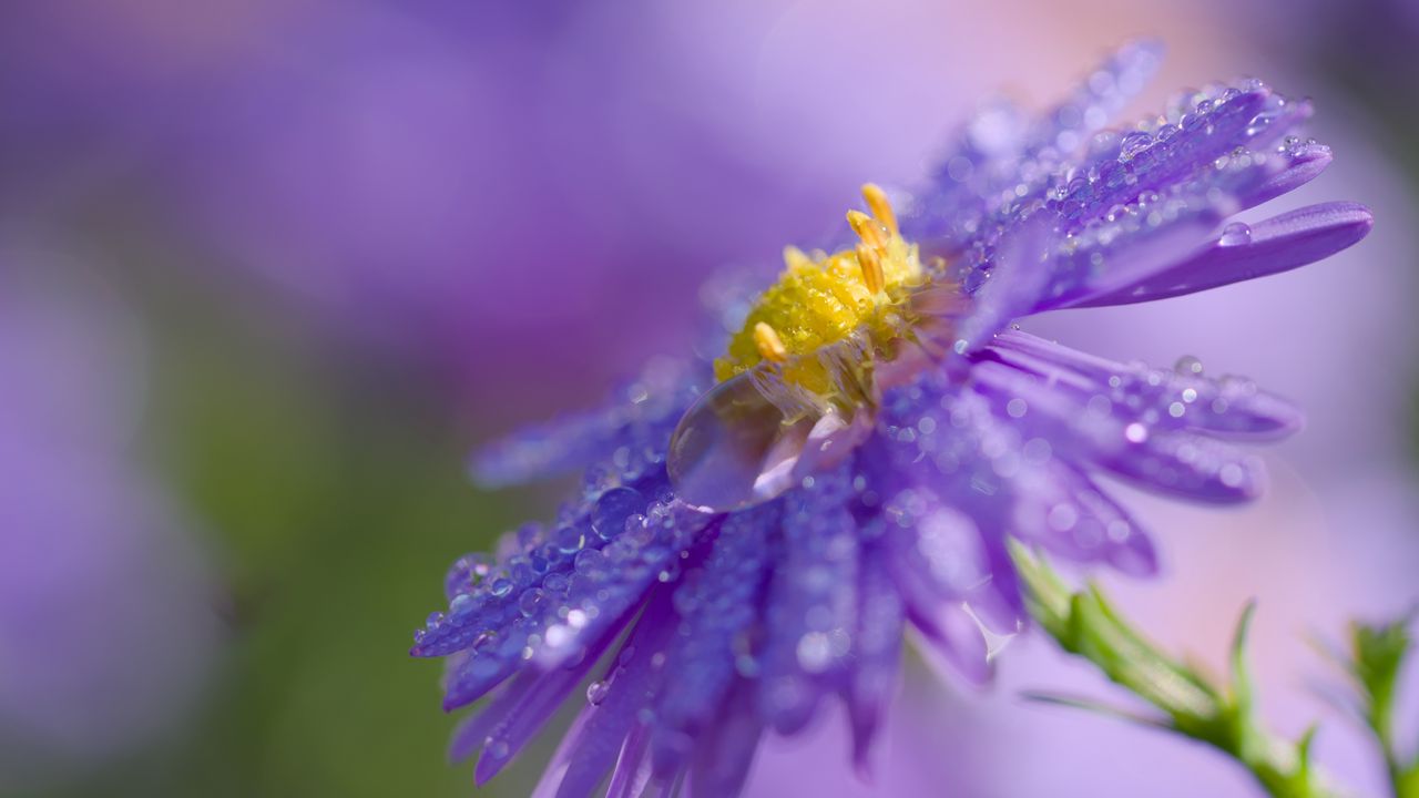 Wallpaper flower, drops, macro, purple