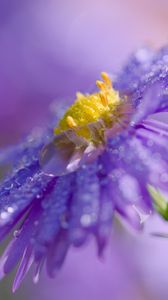 Preview wallpaper flower, drops, macro, purple