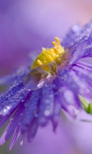 Preview wallpaper flower, drops, macro, purple