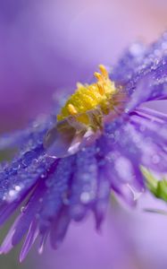 Preview wallpaper flower, drops, macro, purple